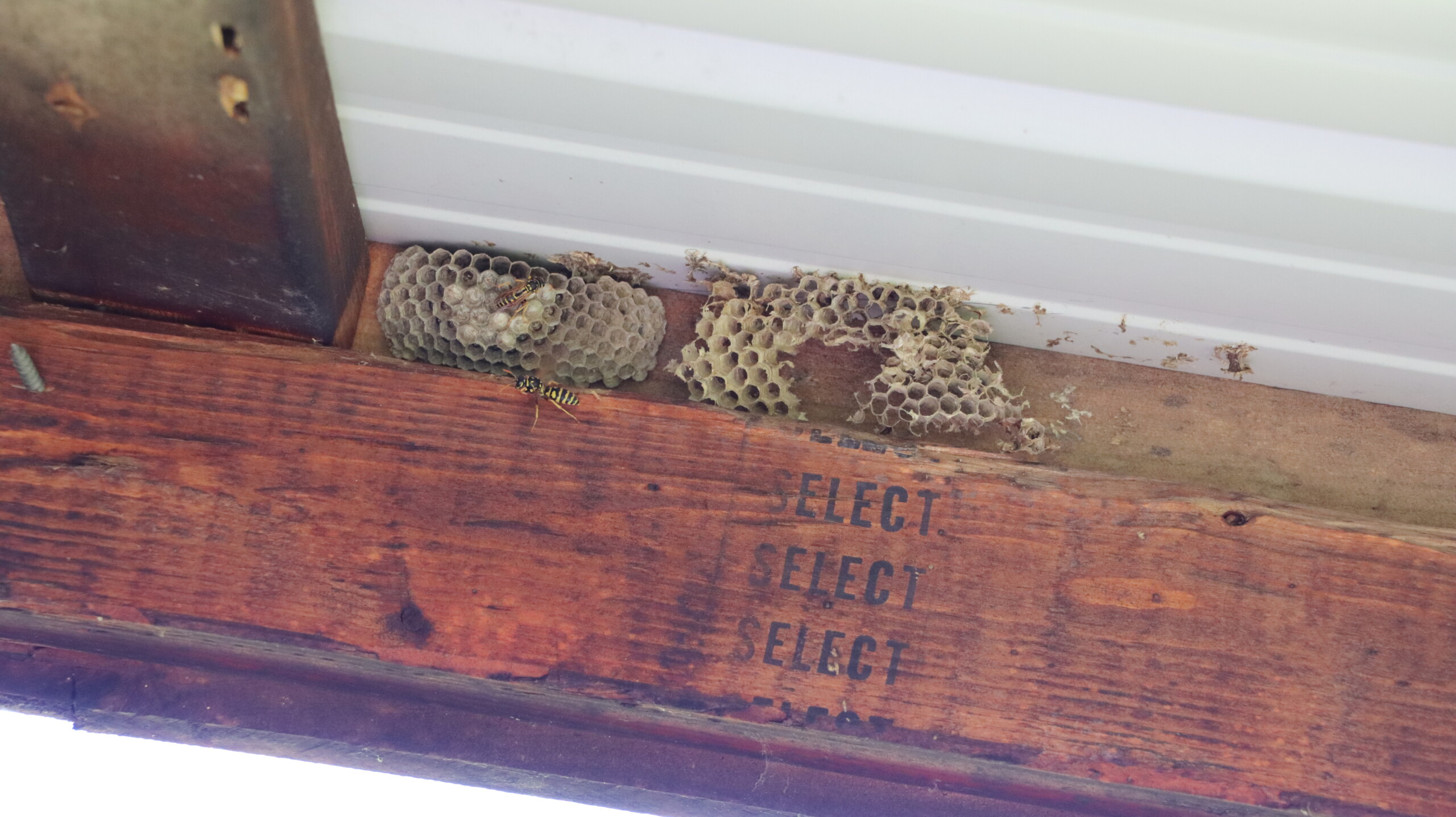 Beehive in a wooden box