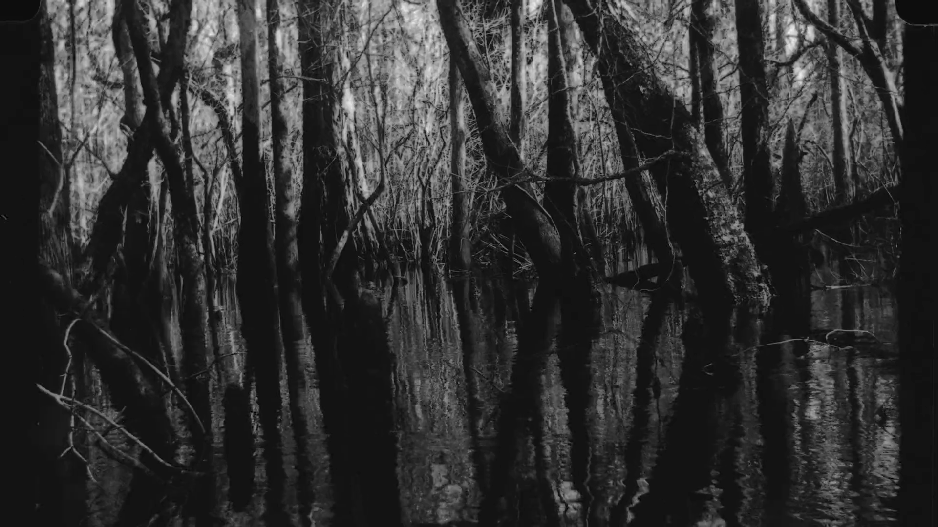 Black and white phot of trees growing in water