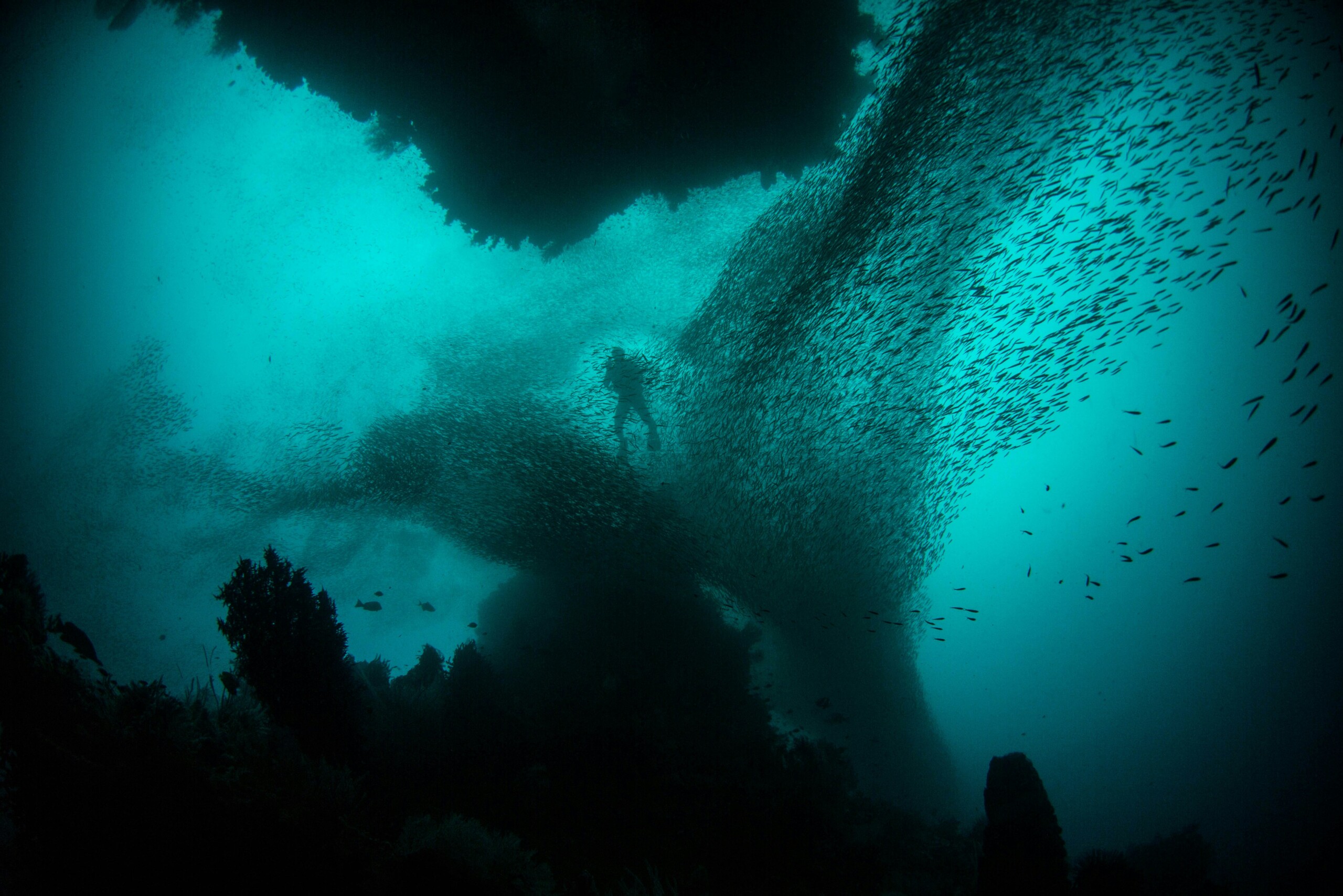A scuba-diving human figure and schools of fish seen from underneath