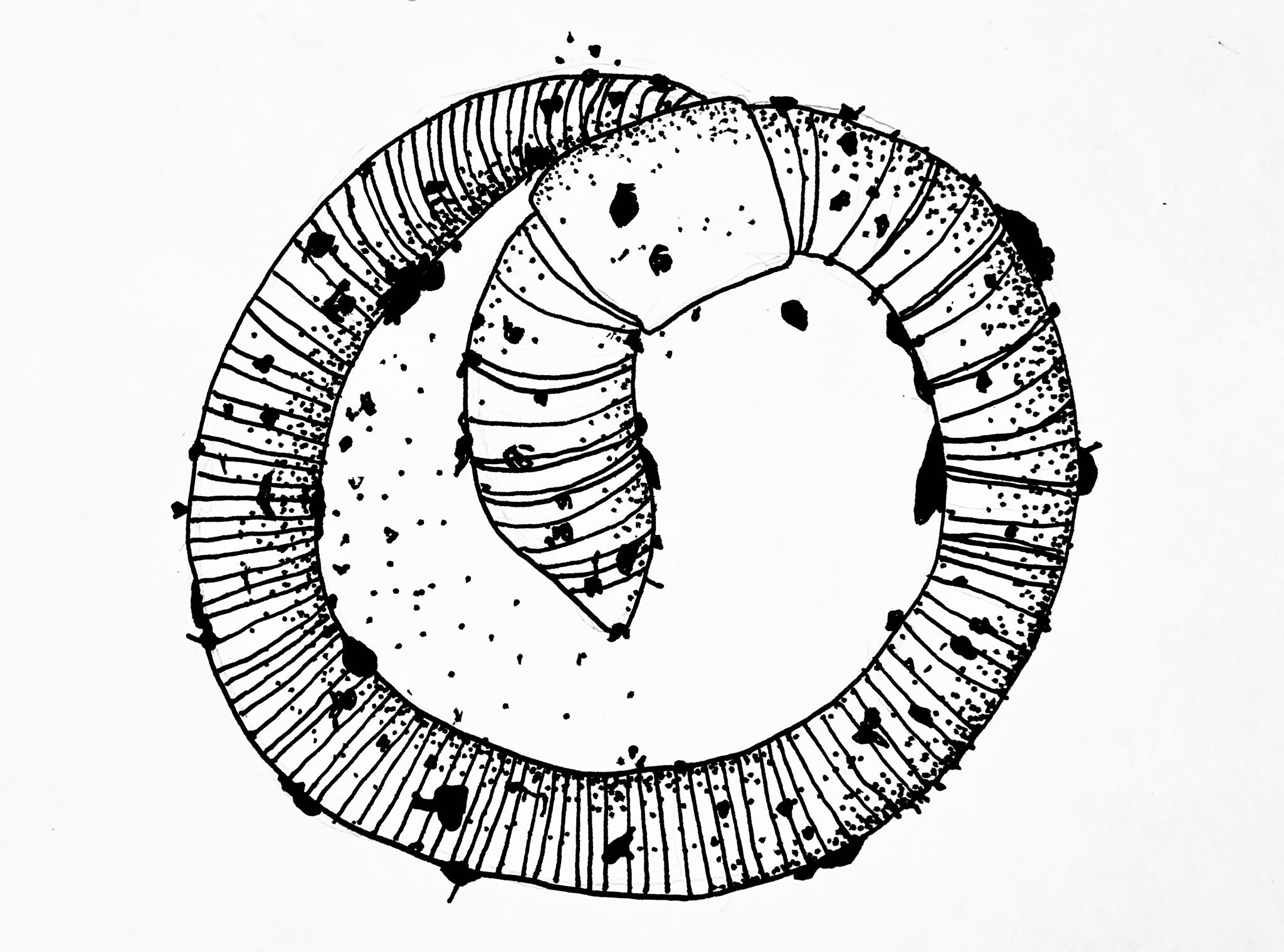 Black and white sketch of a coiled earthworm