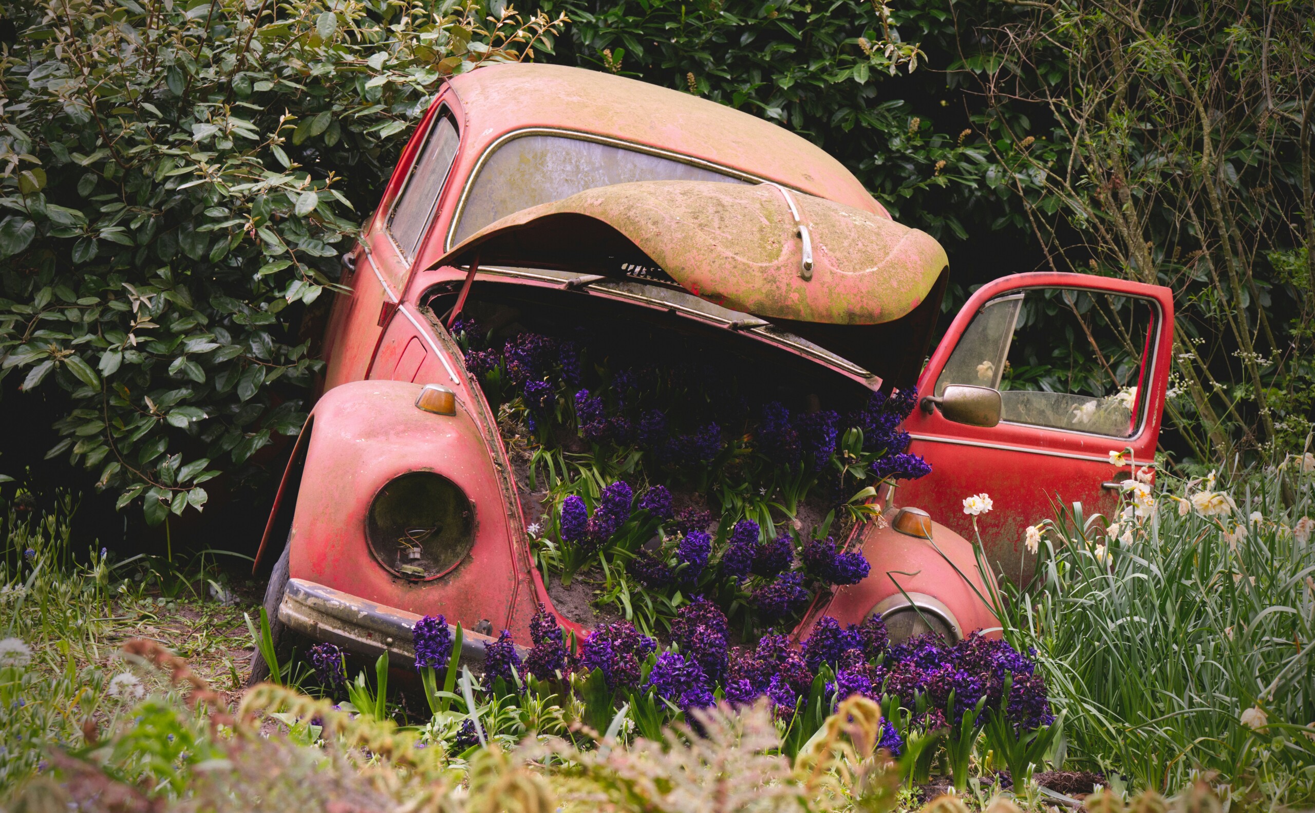 Vintage red car overgrown with plants and purple flowers.