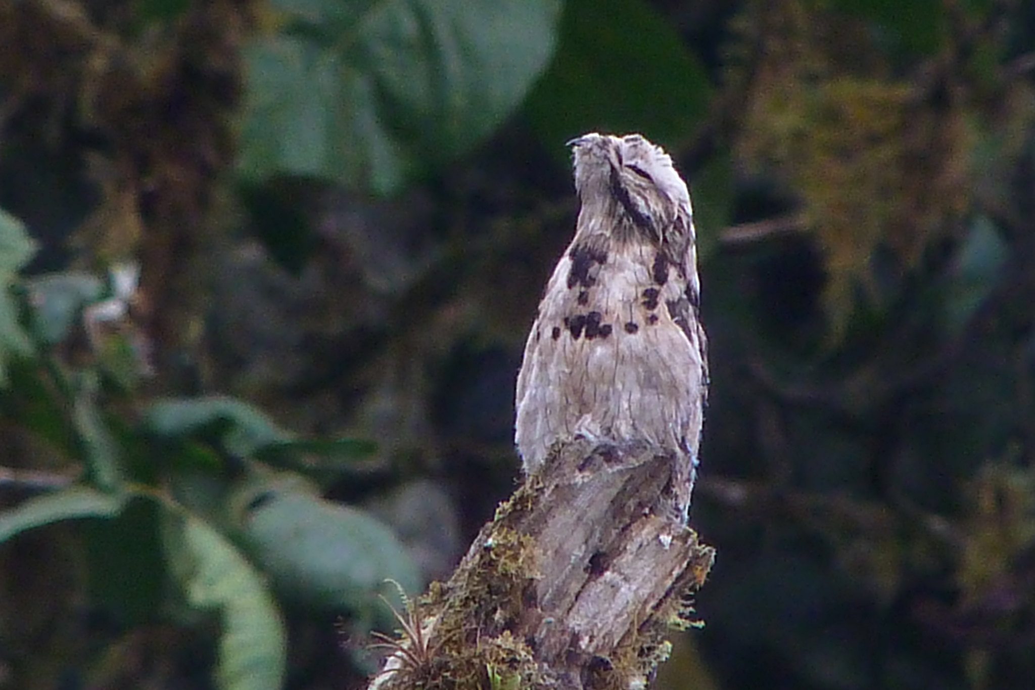 Brown and gray bird on a branch surrounded by green leaves