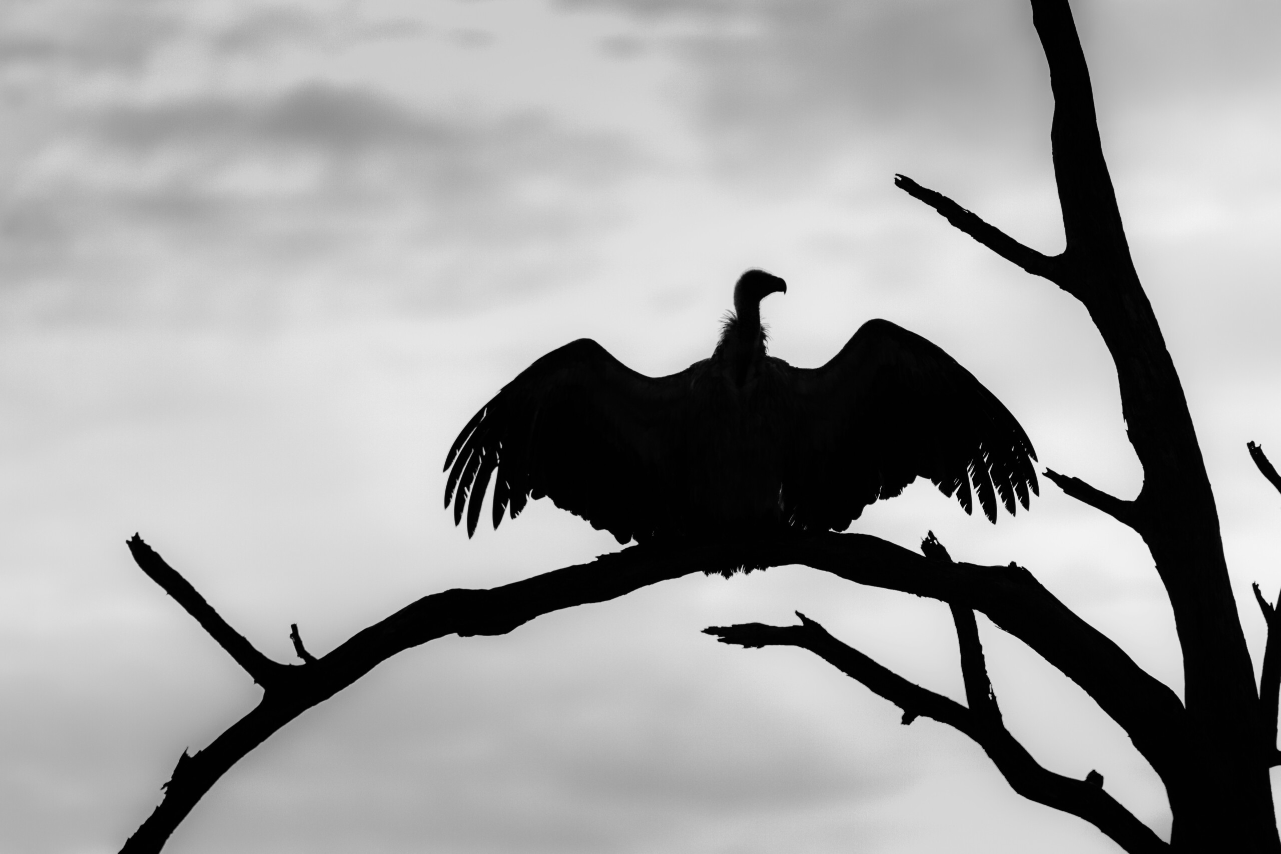 Vulture with spread wings on a bare branch