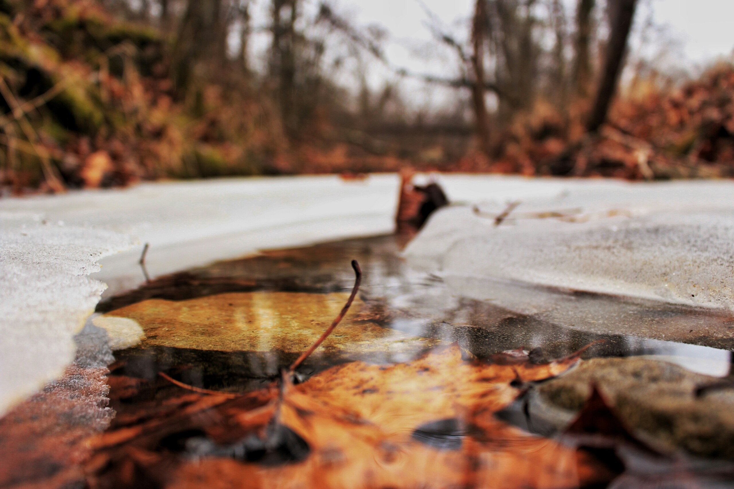 Orange leaves and ice on the surface of a pond in autumn