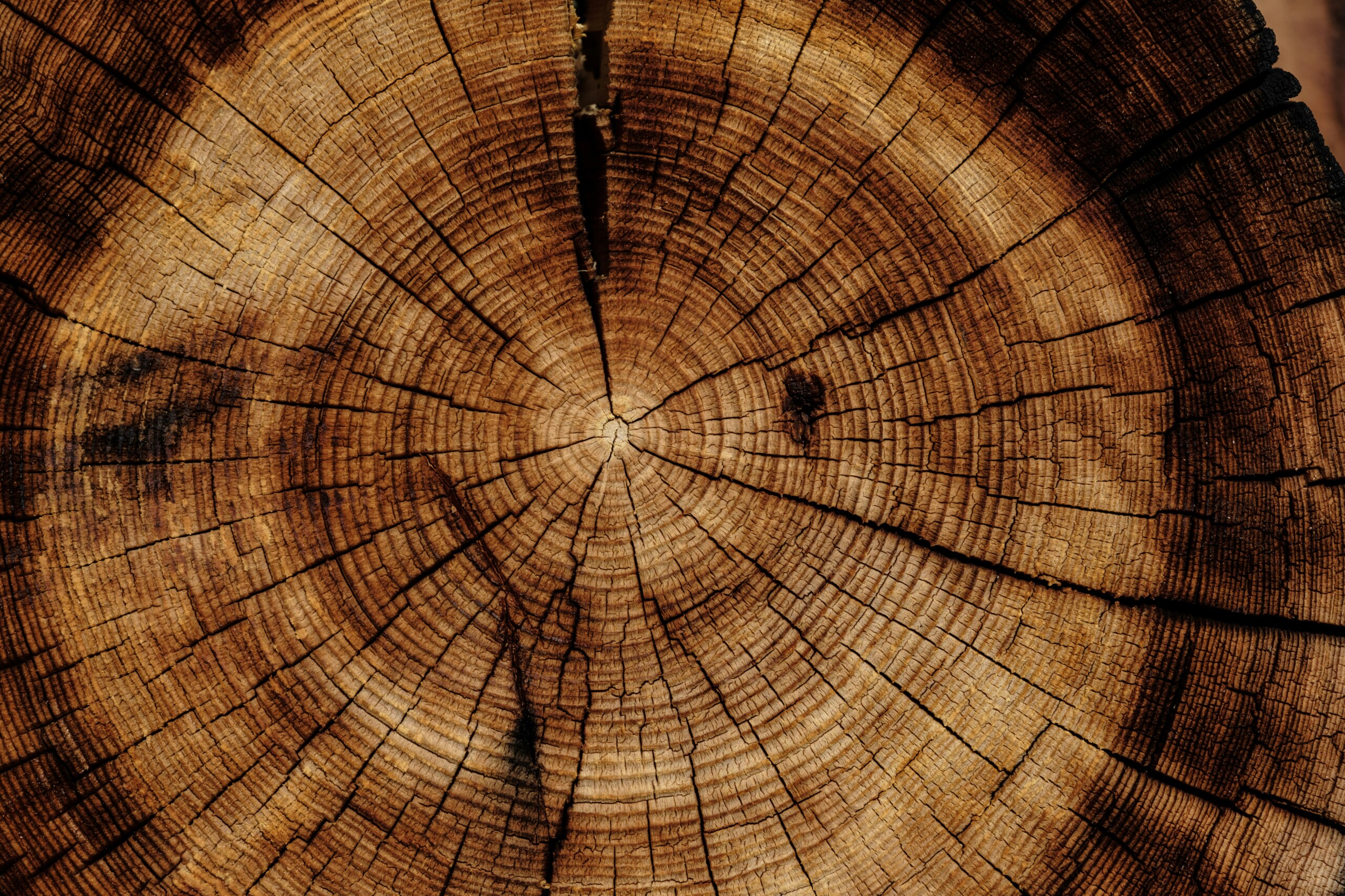 Rings of a cut tree trunk