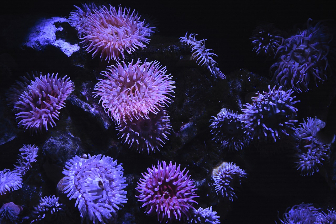 Purple sea anemone against a black background