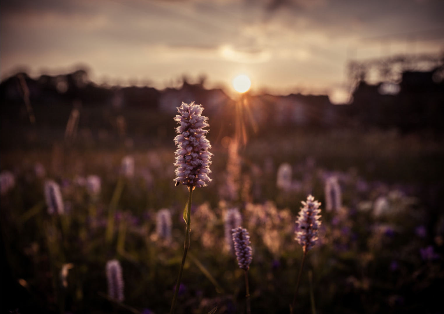 Lavender field at sunset